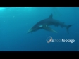 Shark Blue 2 1318